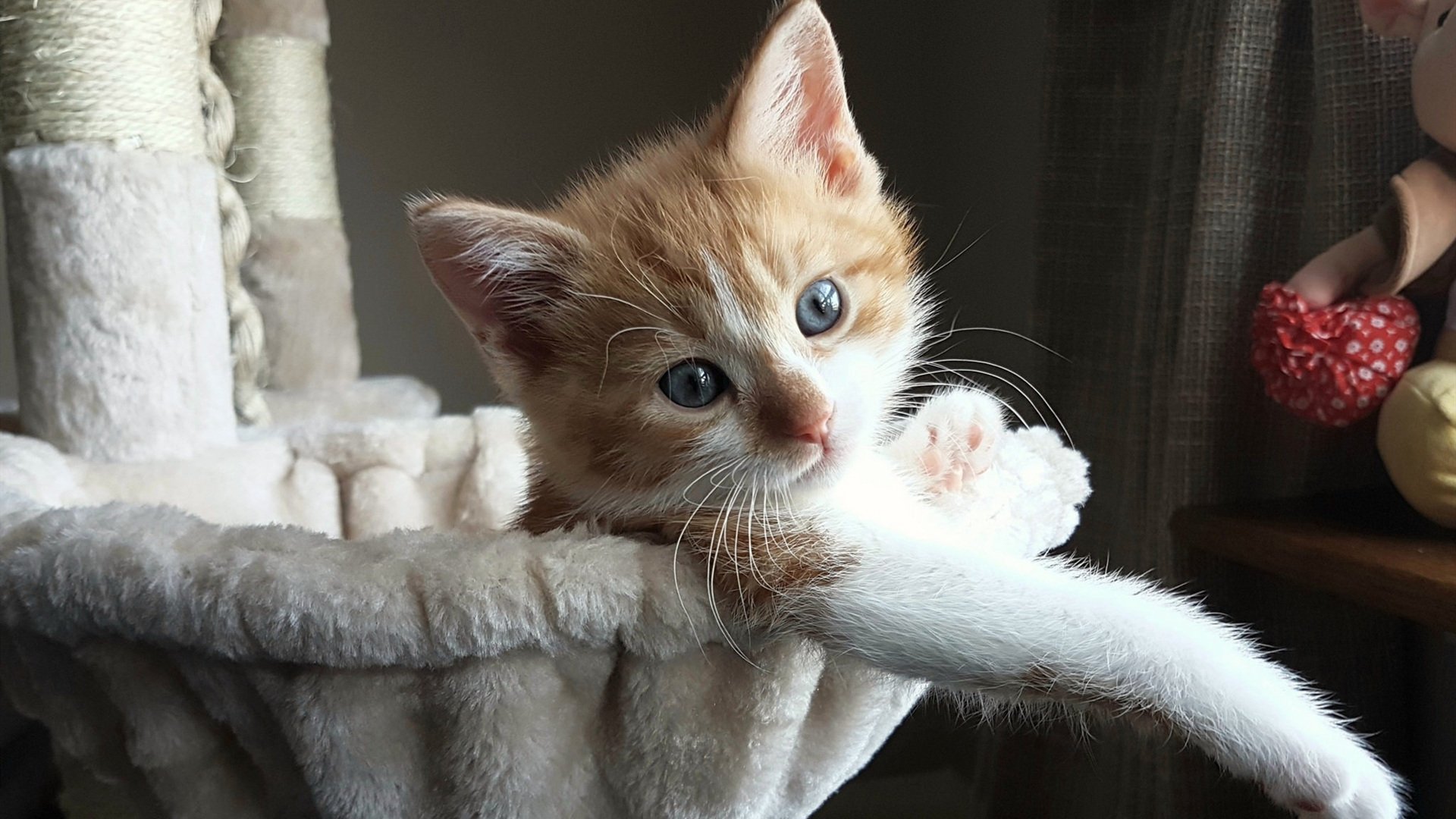 当纽约雄狮降临CBA赛场,西亚卡姆用一场比赛揭示的篮球维度真相