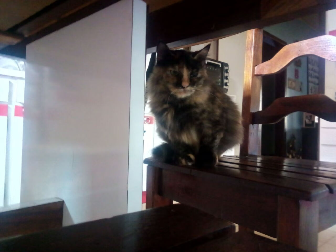 神奇小子爆发！爱尔兰新星率队力斩那不勒斯，这夜他让整个欧洲侧目